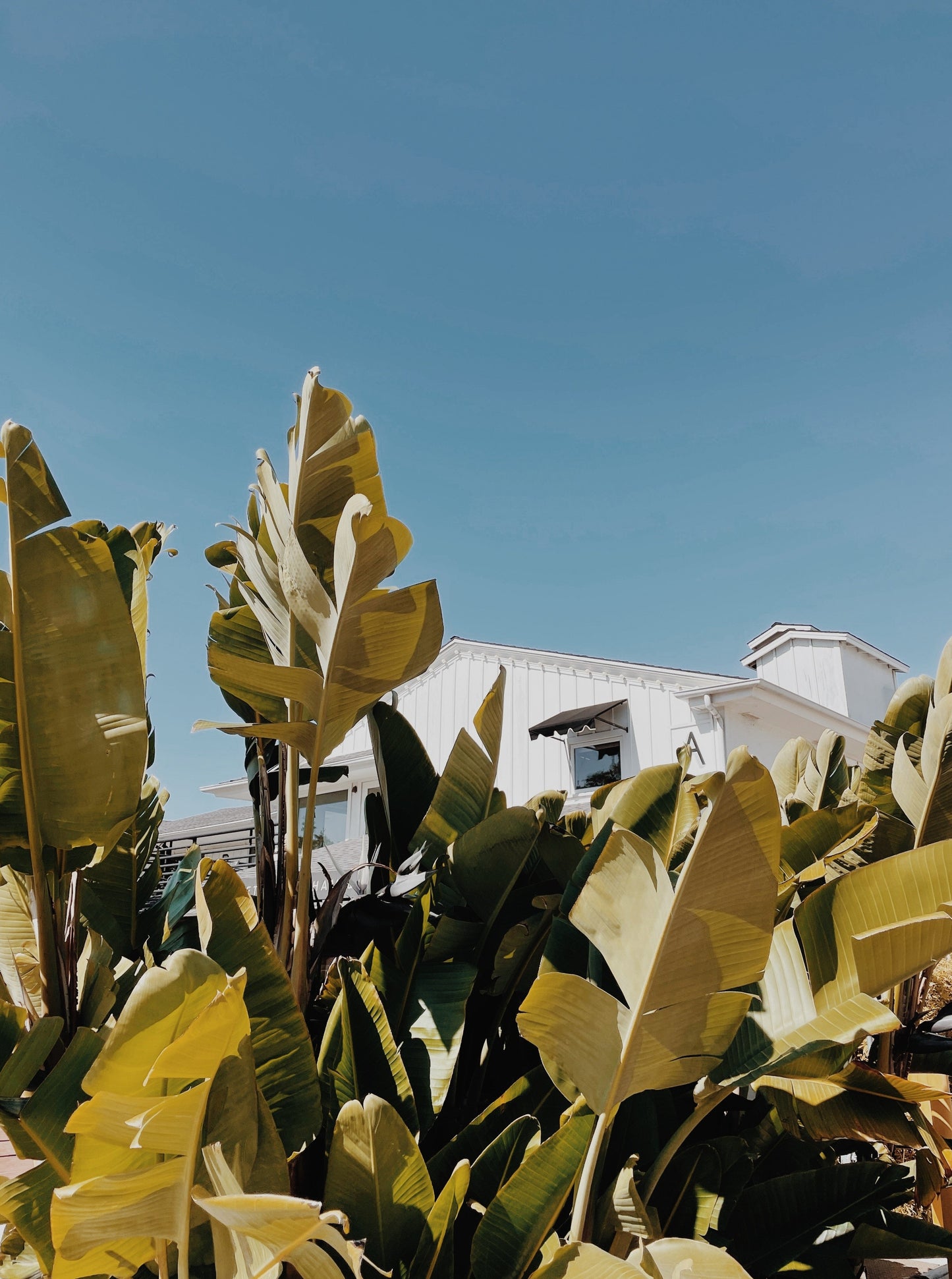 Cassis Box - Eaux de Cologne